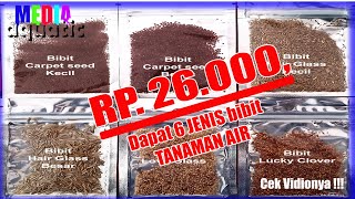 carpet grass Aquascape