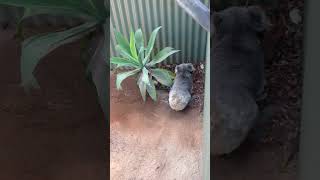 歩くコアラ、まさかのオシッコ！笑