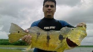 preview picture of video 'Pesca Sub 2012 - Tucunaré gigante do Ceará'