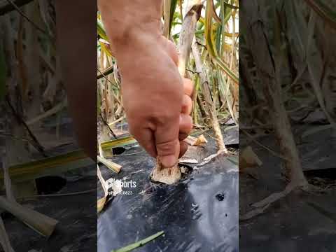 ニンニクの植物 堆肥の皮 庭の利点 私たちはできるでしょうか