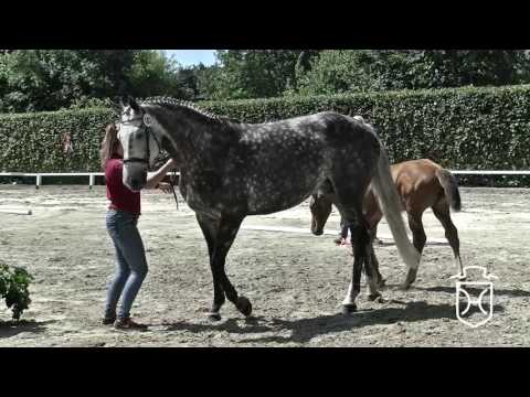 NF183 Stutfohlen von Dinken - Cartani - Landgraf I