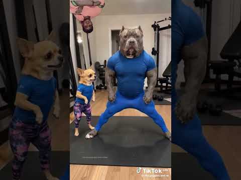 #funny #animal # Janwar ki gajab ka Naam Hai#ytshorts