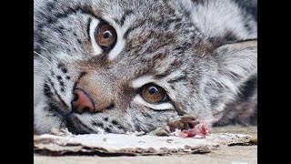 Прояснение ситуации по животным, центр реабилитации диких животных "Сирин"