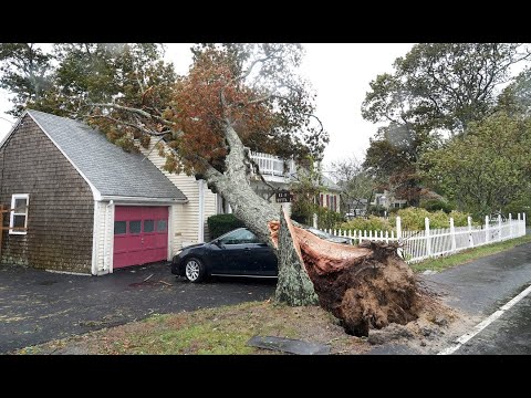 Nor’easter Causes Widespread Tree Damage, Storm Aftermath on Cape Cod