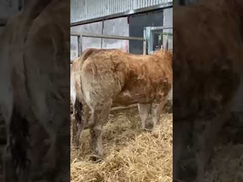 PBR Parthenaise Heifer - Image 2