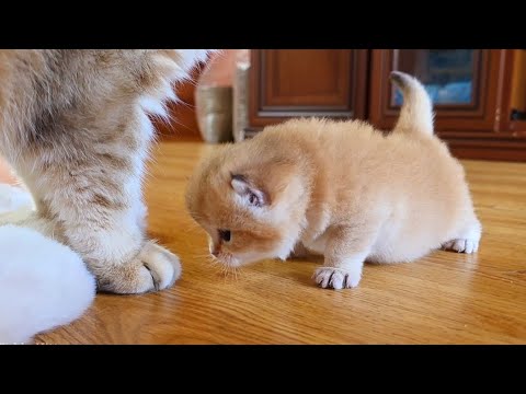 YouTube 썸네일