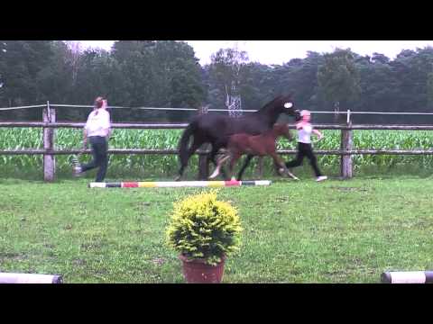 Sir Donnerhall x Rohdiamant x Donnerhall colt