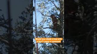 Lion stuck in a tree! Bow Hunting Cougars