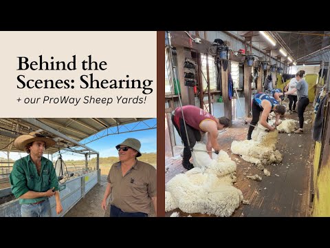 Behind the Scenes of Shearing & Why We Love Our ProWay Sheep Yards