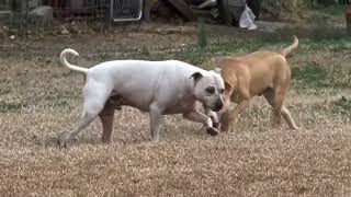 Video preview image #1 Mutt Puppy For Sale in Murfreesboro, NC, USA