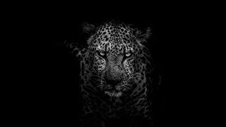 Blues: Johnny Winter - Looking For Trouble