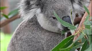 Koala Conservation Australia   Wild Koala Breeding Guulabaa launch