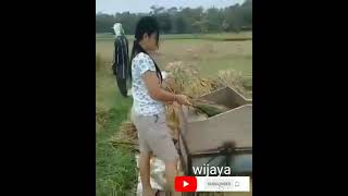 Download lagu gadis cantik panen padi di sawah mp3