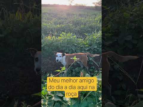 #vidanaroça - Colheita de Feijão Verde com Meu Cachorro em Canaã, Baraúna-RN