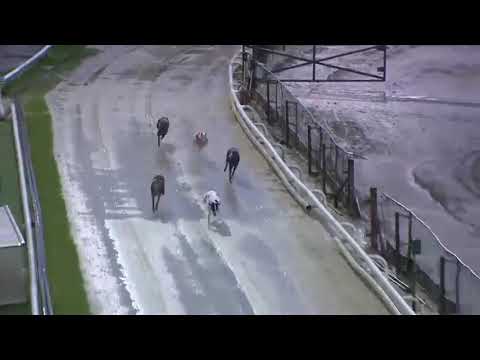 Sharpys Pluto - BGBF British Bred Dual Distance Stakes Heat 2