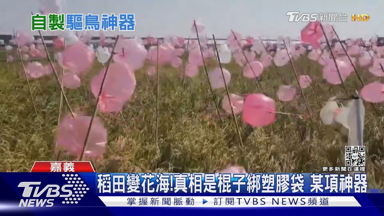 稻田變氣球花海!真相是...棍子綁塑膠袋 驅某物神器