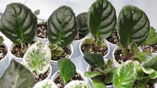 Download lagu African Violets - LEAF PROPAGATION Tutorial mp3 Download lagu African Violets - LEAF PROPAGATION Tutorial mp3