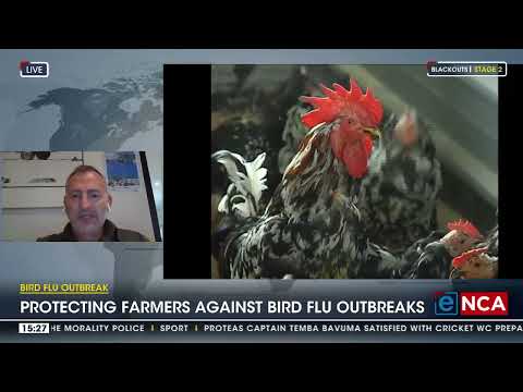 Bird flu outbreak Importance of insurance for poultry industry