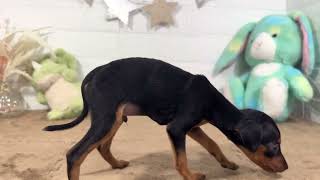 ミニチュアピンシャーの動画01