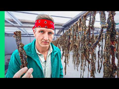 Extreme Muslim Food in Morocco!! I can't believe they allow this!