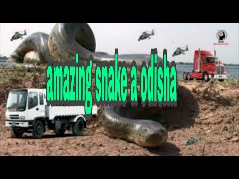 Big snake in odisha