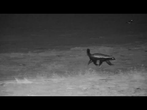 Djuma: Honey Badger returns - 22:38 - 10/12/19