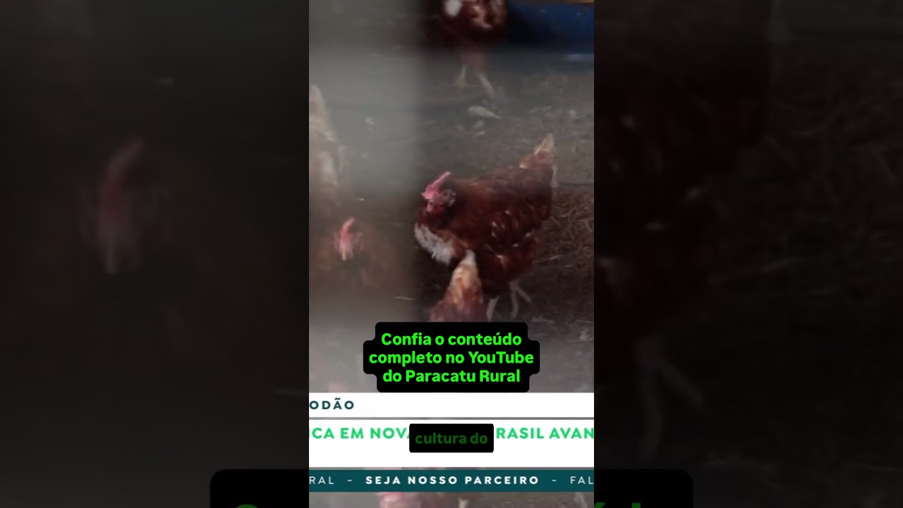 Algodão Despenca em NY e Brasil Lidera na Ásia: E os Preços?