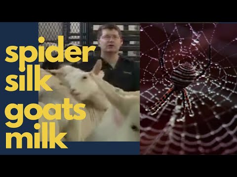 spider silk in goats milk - transgenic goats, this time in Canada
