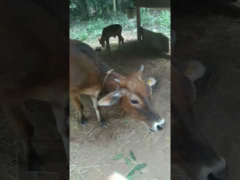 దూడ  మాటలు🥰😂😂🥰 #funny #comedy #cow #love