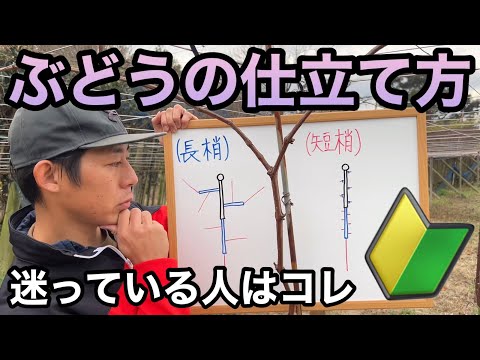 ブドウの木、ブドウ 植物