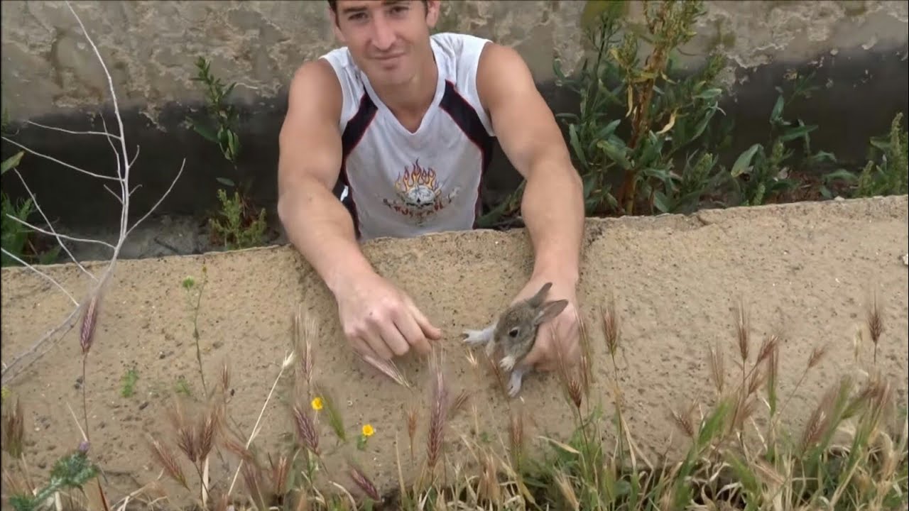 Rescatamos 9 conejos, 4 culebras, 1 erizo de un canal de riego