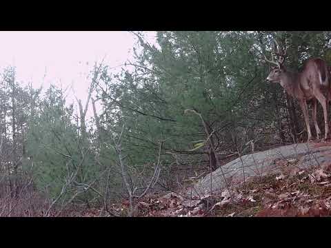 10-point buck in Fells near Melrose, MA