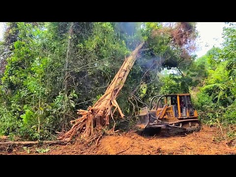 Bulldozer, der Bäume herausnimmt, Bulldozer CAT D6 öffnen die Plantage