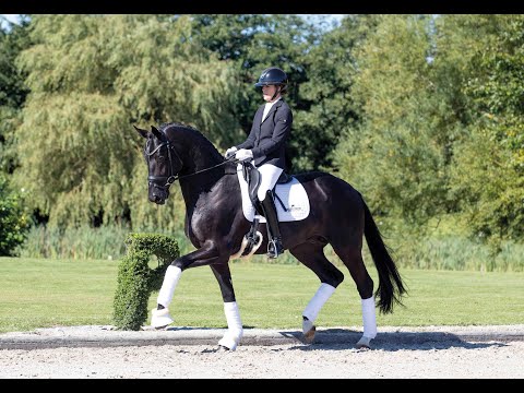 Total McLaren - Stallion Collection Schockemoehle & Helgstrand 2021 ENG