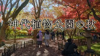 神代植物公園の秋 4K Autumn in Jindai Botanical Park