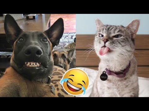 Top 10 Vídeos Engraçados Try not to laugh Cats And Dogs Funny Cats Funny Dogs Funny Animals