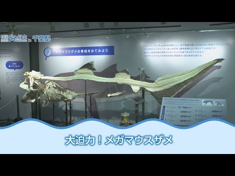鴨川シーワールド メガマウスザメ全身骨格標本