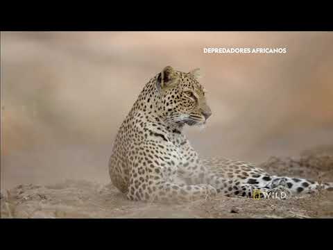 Depredadores Africanos Leopardos Natgeo Wild MundoAnimalDavidBlackMoon