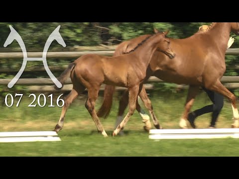 Hannoveraner Hengstfohlen Dressurbetont - Juli 2016 Fehrenbötel