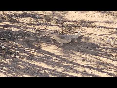 desert iguana 6.15.25