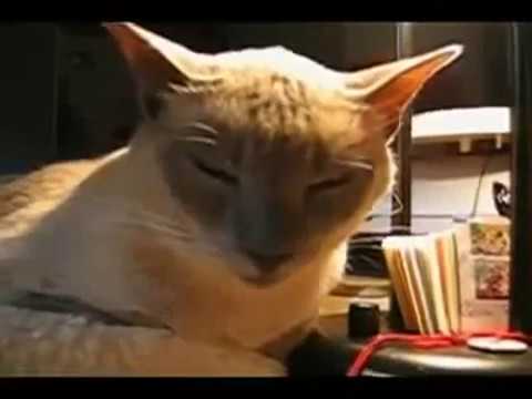 ¡¡COMO TE VAS A REIR!! solo en segundos