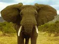 Elephant Trumpets A Single Classic Sound