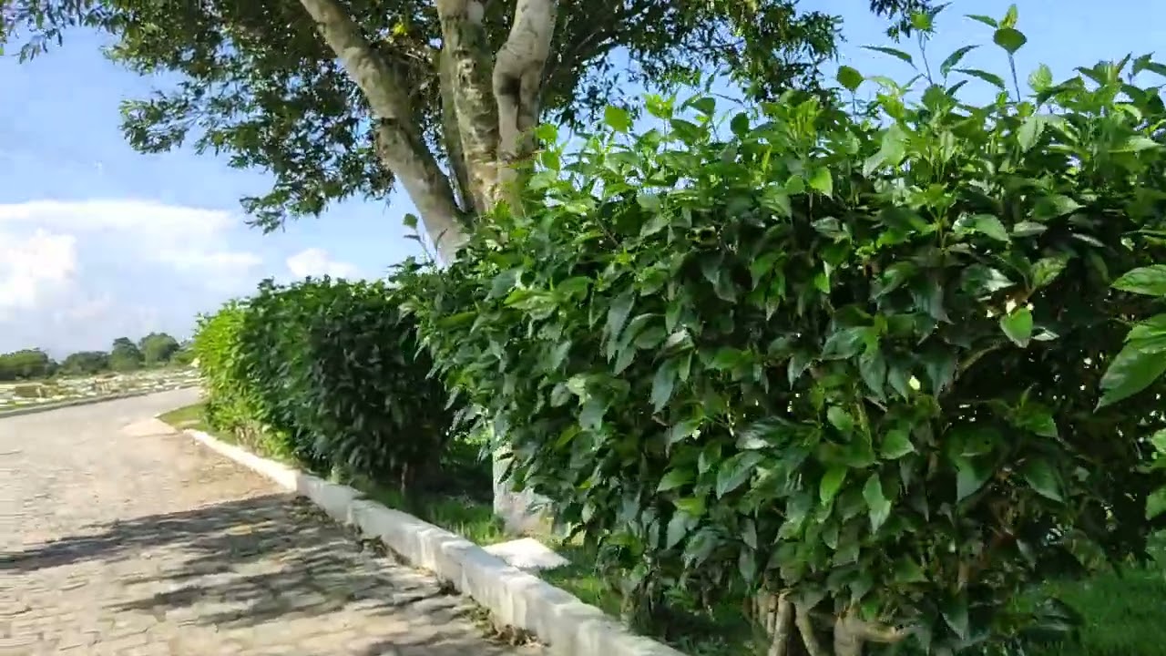 cemitério de naves parque da paz ponta da fruta