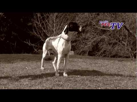 Pointer: Informationen zur Rasse