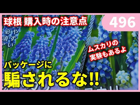 園芸 アルメニア産のムスカリ