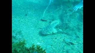 preview picture of video 'pez raro villaricos submarinismo'