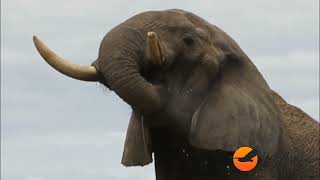 Safari Scenes 12-15 March 2024