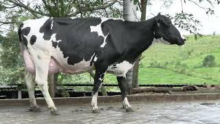 Vídeo 4 - 1º LEILÃO ANUAL SITIO TIMOTEO | VACAS 3/4 E 7/8