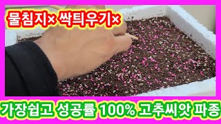 고추씨앗 물침지 싹틔우기 없이 가장쉬운 파종방법 고추씨앗파종시기,발아,심기 고추재배방법