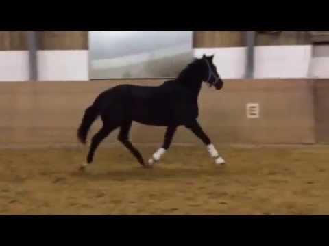 Stute von Desperados